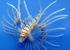 Lionfish_2_1.jpg