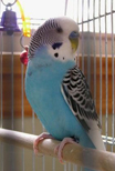 Parakeet.jpg