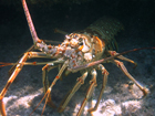 bahama_lobster.jpg