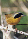 bahamasyellowthroat.JPG