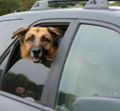 dog_in_car_window_1.jpg