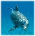 dolphins-swimmingphin.jpg