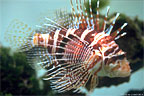 lionfish.jpg