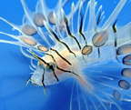 lionfish_1.jpg