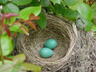 robin_nest051505-2.jpg