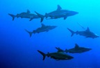 sharks.jpg