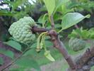 sugarapple.jpg