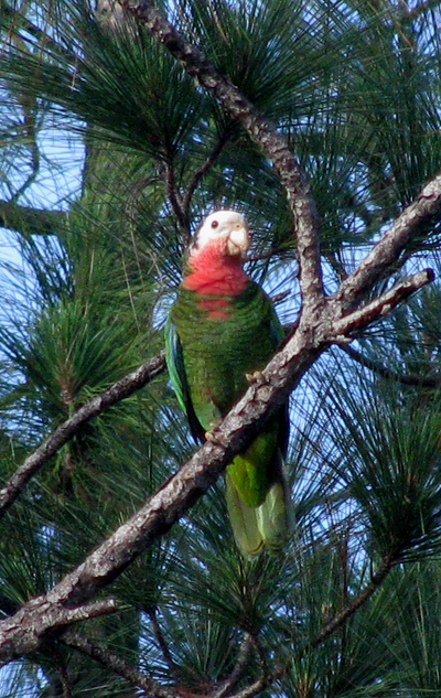 Bah_Parrot_May_10__09_Abaco-1-1.JPG