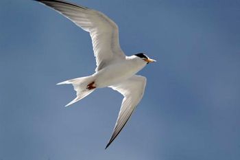 LeastTern.JPG