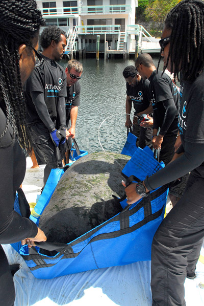 Manatee_Release_4-2012.jpg