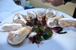 Oysters-Flying.gif
