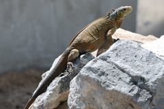 Sm-San-Sal-Iguana-2.jpg