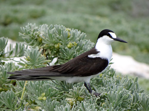 Sooty-Tern.jpg