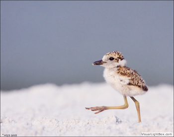 wilsons_plover_chick_marching_1405.jpg