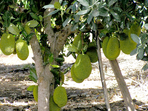 jackfruit1.jpg