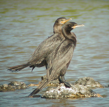 NeotropicCormorantAruba.jpg