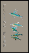 SM-Fly-Fish-logo.jpg