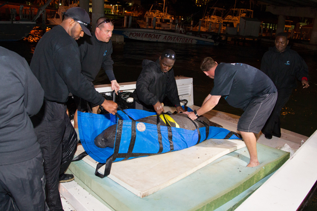 W-Atlantis-Animal-Rescue-team-members-arrive-from-Abaco-with-Georgie.jpg