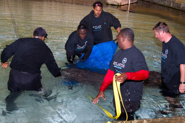 W-Georgie-the-manatee-is-placed-into-a-medical-pool-at-Dolphin-Cay.jpg