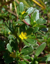 purslane_1.jpg