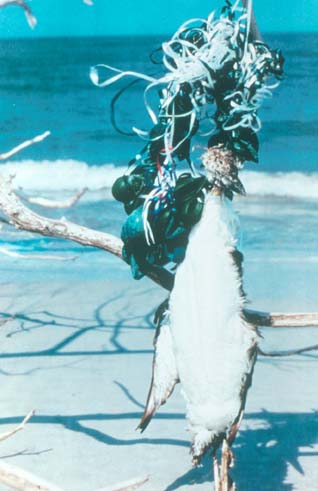 Bird_dead_from_balloon_ribbon_Photo_courtesy_of_The_Ocean_Conservancy.jpg