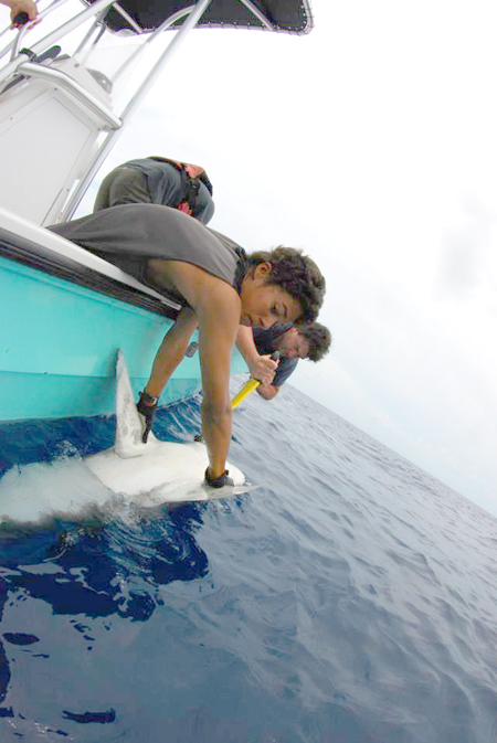 Shark_Research_Expedition_1.jpg