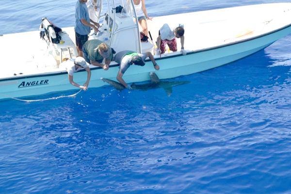 Shark_Research_Expedition_2.jpg