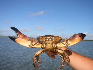 stone-crab-florida1-300x225.jpg