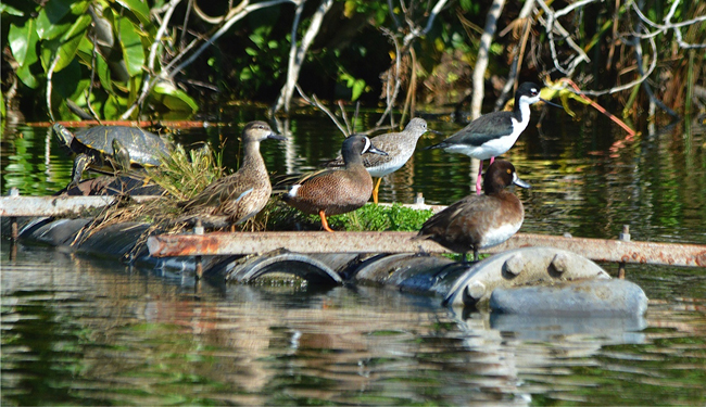 Bird-water.jpg