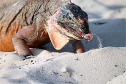 Iguana-sm.jpg