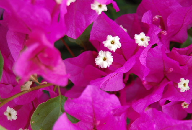LannyHarris-Flower.jpg