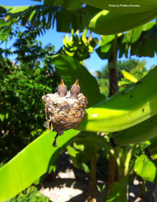 Long-island-hummingbirds.jpg