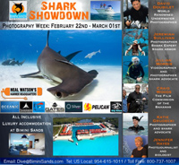 Sm-Judges-Shark-showdown-photography.jpg