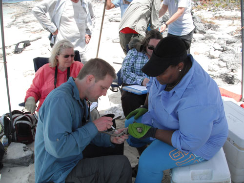 206-Iguanas-Tagged-on-Various-Cays-During-Research-Trip.jpg