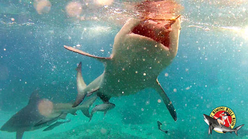 Bimini-Bull-Run-SG1.jpg