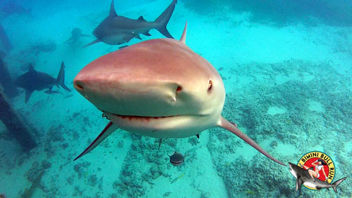 Bimini-Bull-Run-SG3.jpg