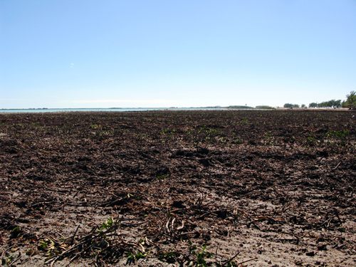 Destroyed_Mangrove_Forest_at_Bimini_Bay_Resort-1_1.jpg