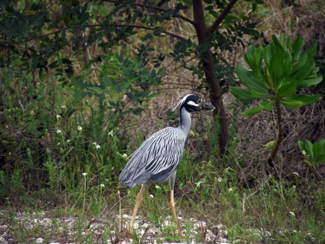 EARTHCARE-had-a-visitor_-Yellow-Crowned-Night-Heron-on-World-Oceans-Day.jpg