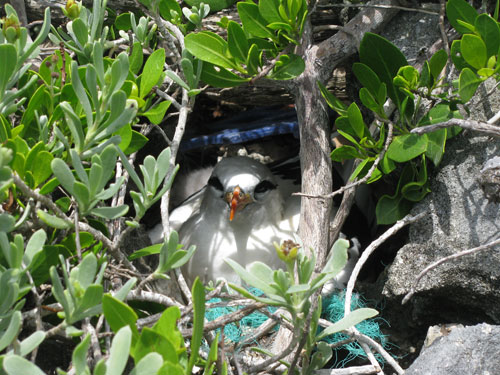 Eight-Active-White-Tailed-Tropic-Nests-Found-During-BNT-Assessment.jpg