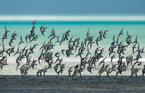 Joulter-Cays-PSA-Show-Why-We-Should-Protect-the-Beauty-of-The-Bahamas.jpg