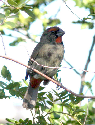 W-Greater-Antillian-Bullfinch-2-S.jpg