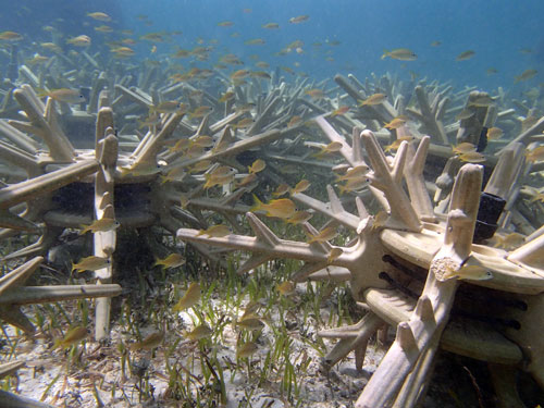 Baha-Mar-Coral-Antlers.jpg