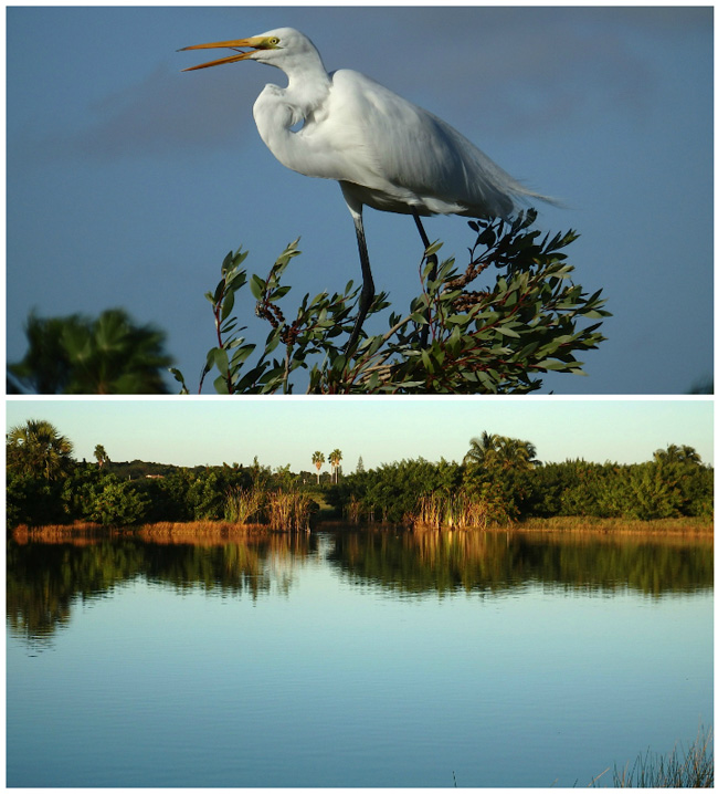 Bird-Lagoon.jpg