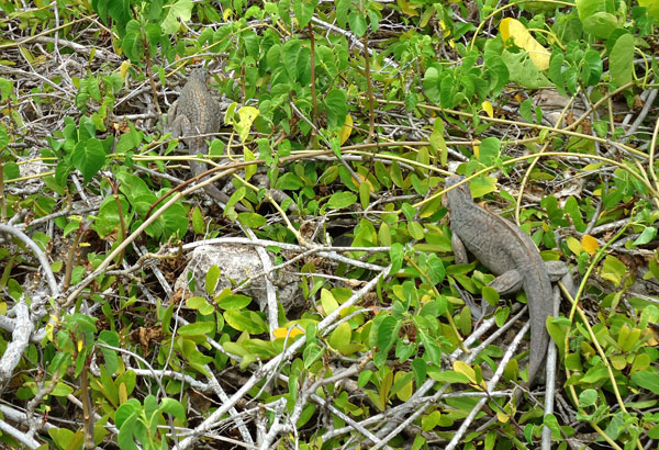 Iguanas-in-Moriah-Harbour-National-Park.jpg