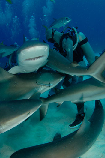 Shark-Feeders-are-Leaders-of-the-Pack.jpg