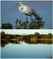 Sm-Bird-Lagoon.jpg