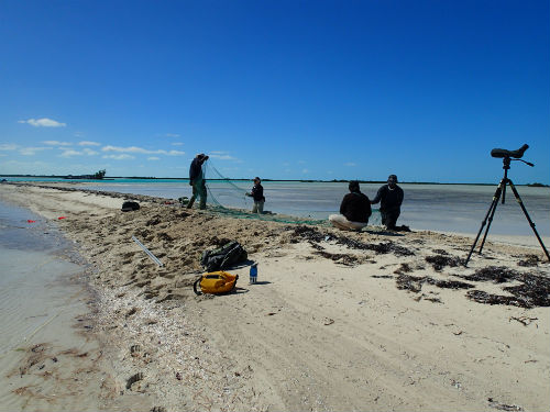 The_Bird_Banding_Team_Working_in_Andros.JPG