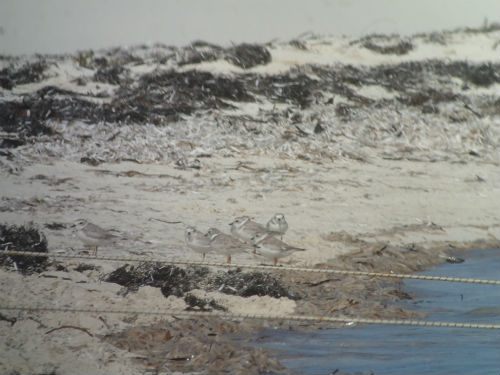 The_Piping_Plover_is_a_Feature_of_Both_Joulter_Cays_in_BNT_bird_banding_programme.JPG