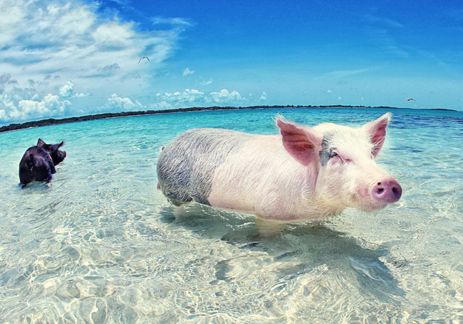 exuma_pigs_3.jpg