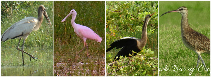 4-Birds-Bahamas.jpg